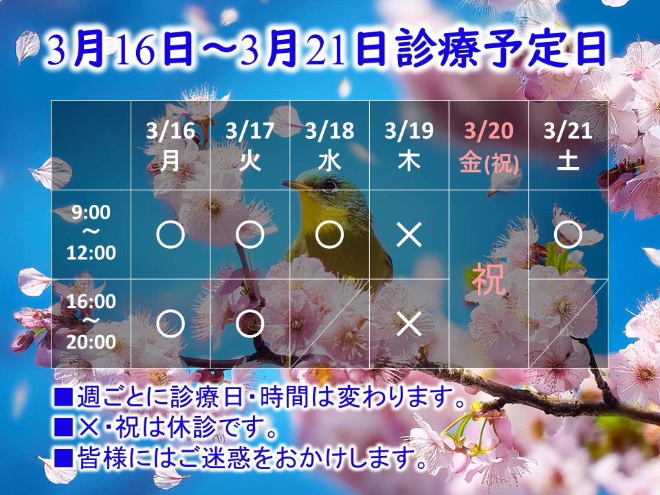 3月16日-3月21日 3月16日-3月21日