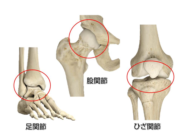 ひざ関節、股関節、足関節　もみの木整骨院